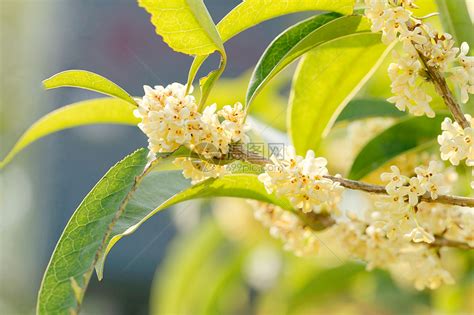 桂花特性|桂花树的特征(桂花树的特点有哪些？)